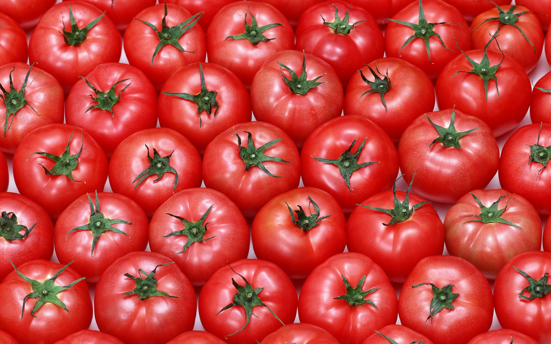 Pomidory, Warzywa 011