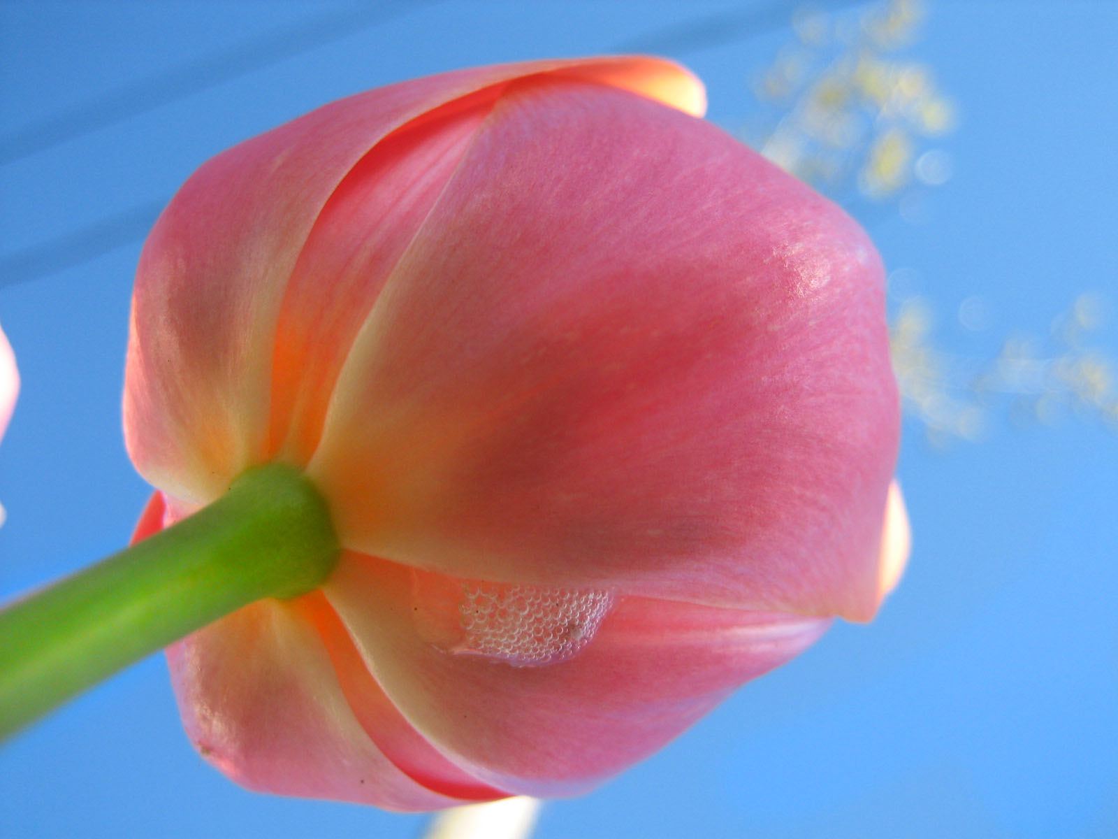 00361 tulip2005