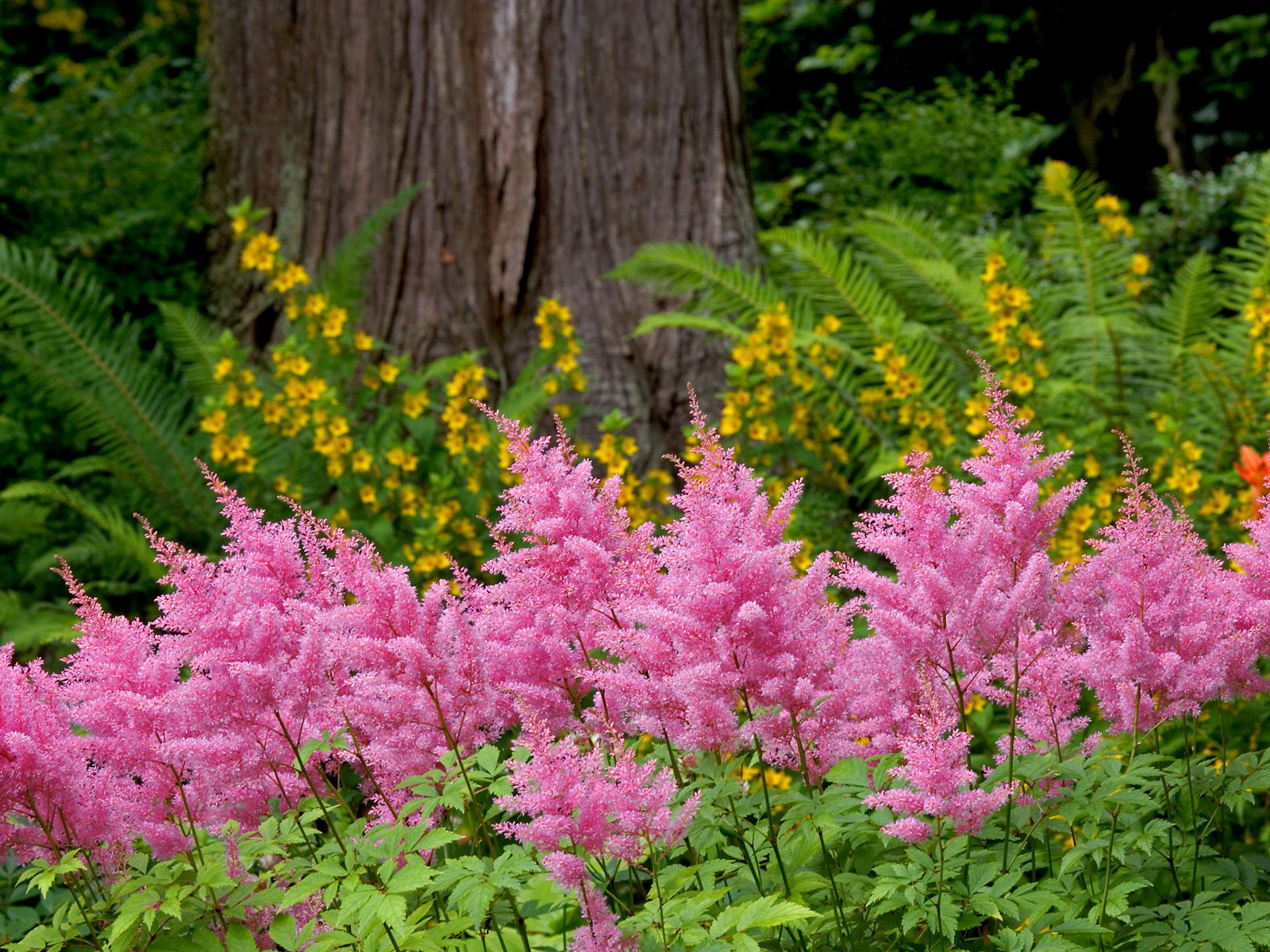 Astilbe Garden, Washington