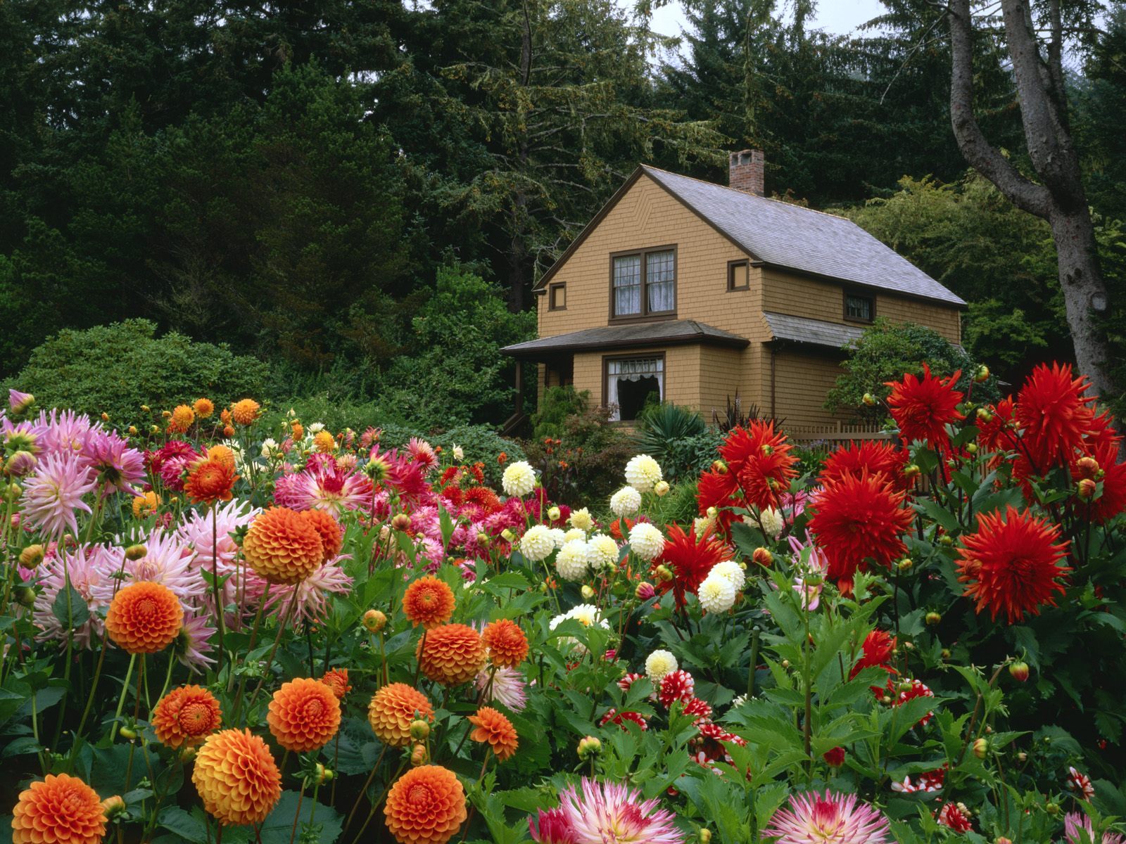 Garden House and Dahlias, Shore Acres State Park, Oregon