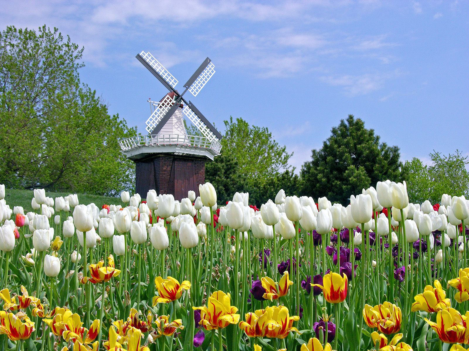 Holland Tulip Festival, Michigan