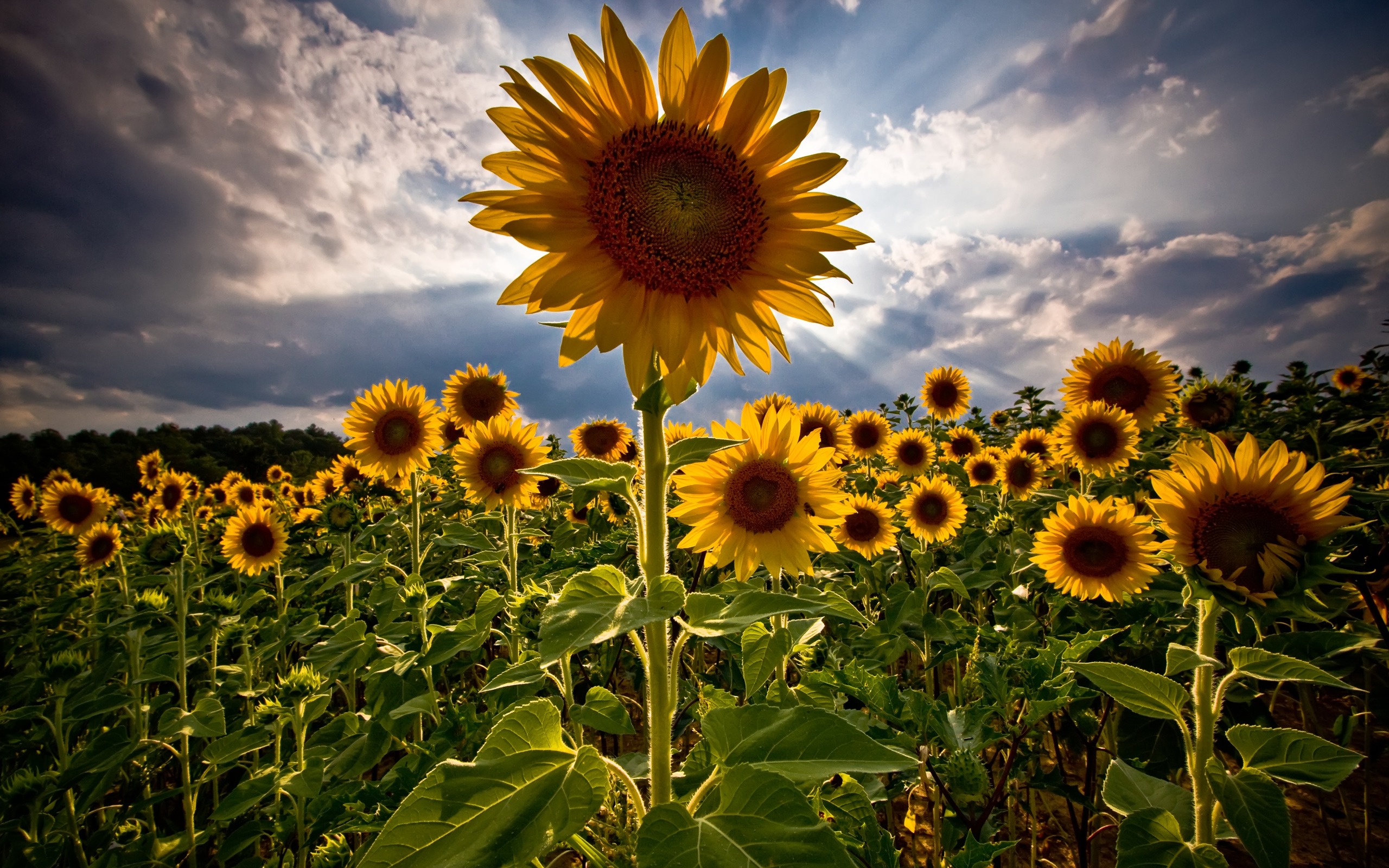 Sunflower 2560x1600 001