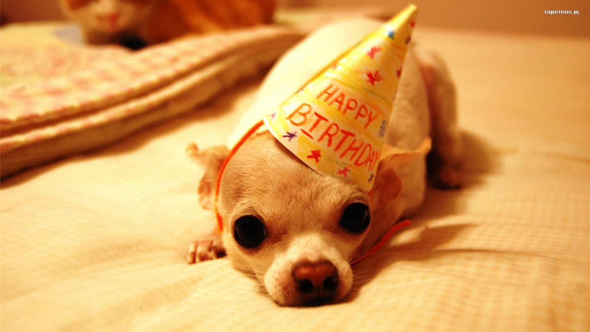 urodziny__happy_birthday_053_pies__czape