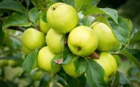 Jablka, Owoce 046 Liscie, Zielone