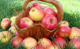 Jablka, Owoce 067 Trawa, Kosz