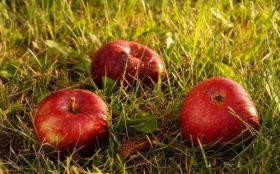 Jablka, Owoce 072 Trawa