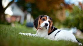 Beagle 015 Psy, Zwierzeta