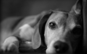 Beagle 039 Psy, Zwierzeta