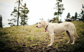 Labrador Retriever 026 Psy, Zwierzeta
