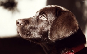 Labrador Retriever 052 Psy, Zwierzeta