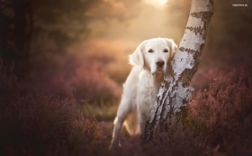 Labrador Retriever 061 Psy, Zwierzeta, Drzewo, Natura