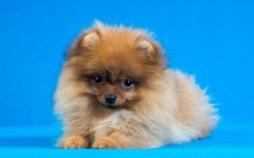 Szpic Miniaturowy, Pomeranian 007 Psy, Zwierzeta
