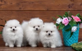 Szpic Miniaturowy, Pomeranian 008 Psy, Zwierzeta, Wazon, Kwiaty