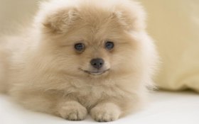 Szpic Miniaturowy, Pomeranian 012 Psy, Zwierzeta
