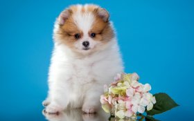 Szpic Miniaturowy, Pomeranian 018 Psy, Zwierzeta, Kwiatki