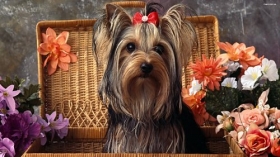 Yorkshire Terrier 016 Psy, Zwierzeta, Kwiaty, Kosz