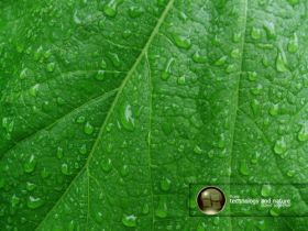 green leaf vista  by mr mucho03