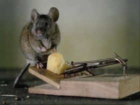 Humor 334 mysz, pułapka, ser