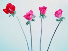 Beautiful Flowers 5 (50)