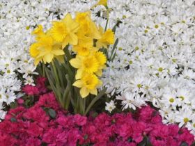 Brighton Narcissus and Daisy Flowers