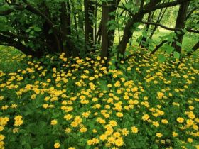 Flowering Leopardsbane, Scotland