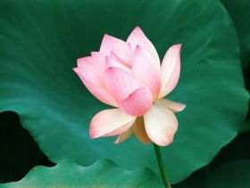 Love's First Bloom, Lotus Flower