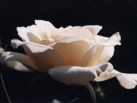 biala roza