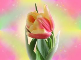 flowers-tulips2