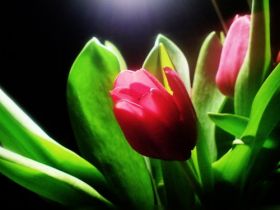 flowers-tulpis
