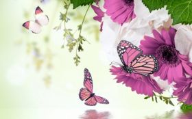Gerbery 002 Wiosna, Kwiaty, Motyle