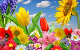 Kwiaty 001 Wiosna, Slonecznik, Tulipany, Maki, Niebo
