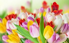 Tulipany 009 Bukiet, Kolorowe Kwiaty, Wiosna