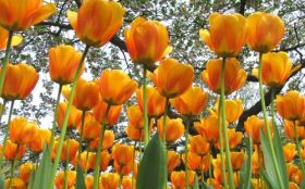 tulipany 010 kwiaty  drzewa  wiosna