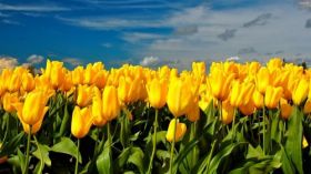 Tulipany 012 Kwiaty, Wiosna, Chmury, Niebo