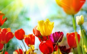 Tulipany 015 Kwiaty, Wiosna, Niebo, Slonce