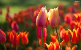 Tulipany 017 Wiosna, Kwiaty Czerwone