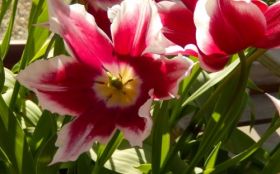 Tulipany 023 Kwiaty, Trawa, Wiosna