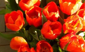 Tulipany 025 kwiaty, Trawa