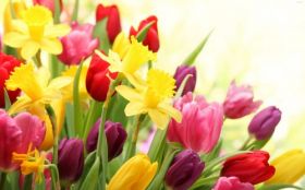 Tulipany 028 Wiosenne Kwiaty, Zonkile