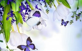 Tulipany 030 Motyle, Wiosna