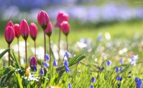 Tulipany 031 Wiosna, Trawa, Kwiaty