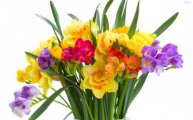Zonkile 001 Bukiet, Kolorowe Kwiaty, Wiosna