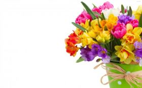 Zonkile 001 Bukiet, Wiaderko, Kolorowe Kwiaty, Wiosna