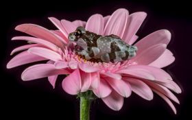 Zaba 019 Rozowy Kwiat, Frog