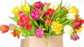 Dzien Kobiet 106 Kolorowe Tulipany