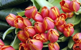 Dzien Kobiet 111 Tulipany