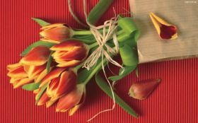 Dzien Kobiet 93 Tulipany