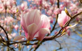 Wiosna 327 Magnolia, Kwiaty, Drzewo