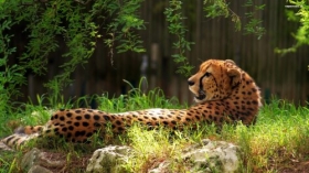 Gepard 011