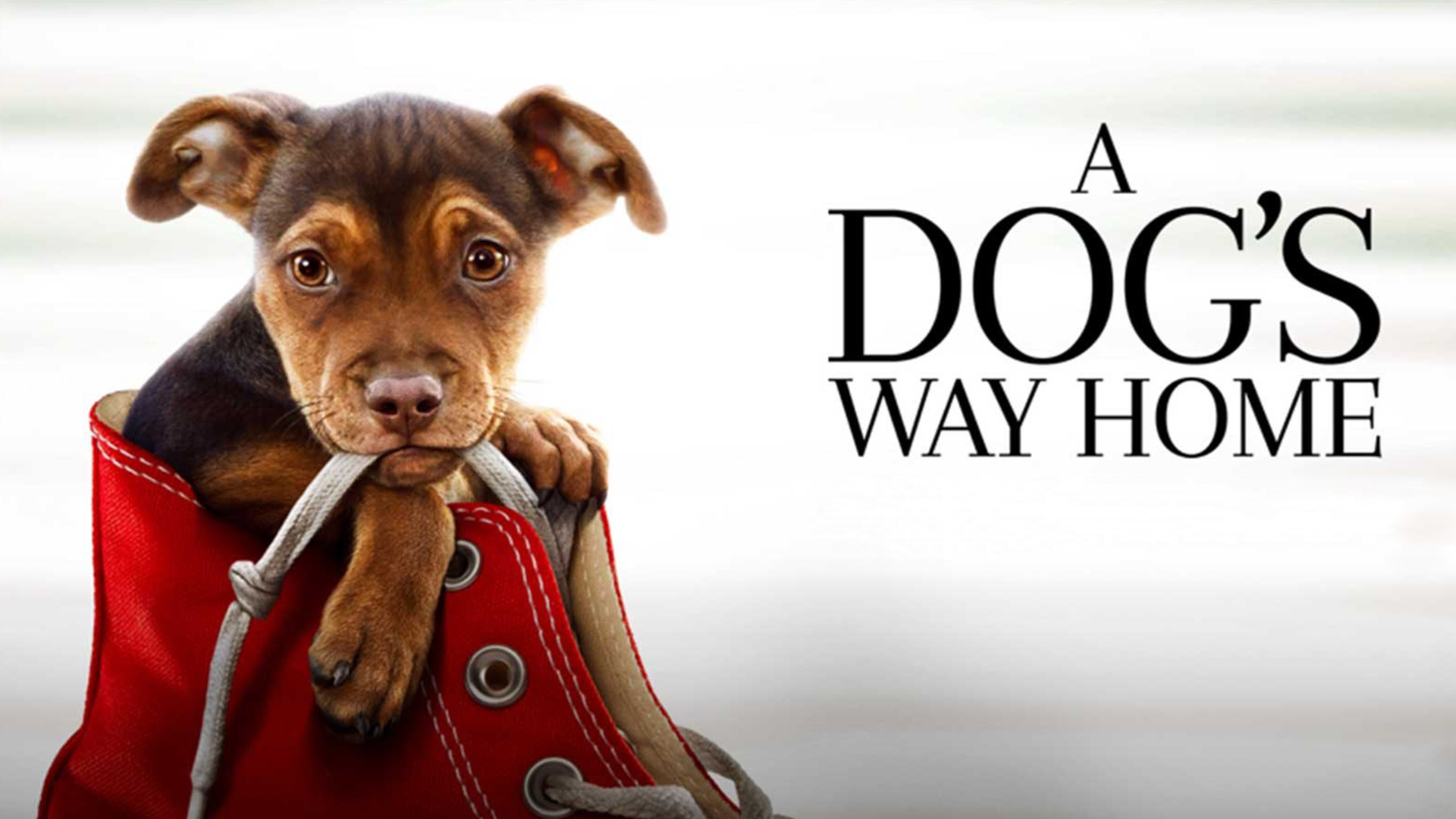 O psie, ktory wrocil do domu (2019) A Dogs Way Home 001